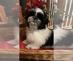 Image preview for Ad Listing. Nickname: Akc Snoopy