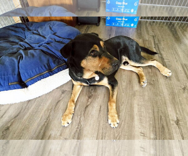 Medium Photo #3 Rottweiler Puppy For Sale in White Hall, AR, USA