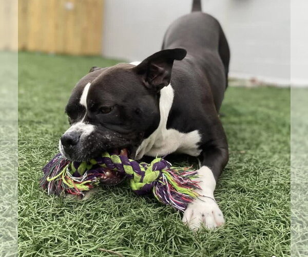 Medium Photo #3 American Staffordshire Terrier-Bulldog Mix Puppy For Sale in Euless, TX, USA