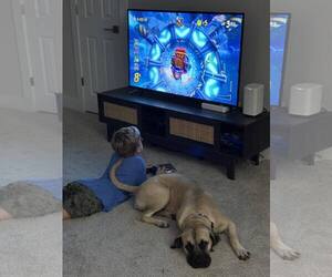 Mastiff Dogs for adoption in Edmond, OK, USA