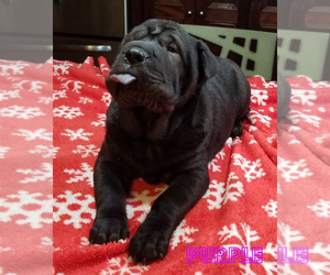 Chinese Shar-Pei Puppy for sale in RAYMOND, NH, USA