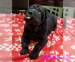 Small Photo #1 Chinese Shar-Pei Puppy For Sale in RAYMOND, NH, USA