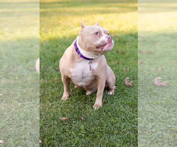 Medium Photo #24 American Pit Bull Terrier-Unknown Mix Puppy For Sale in Crete, IL, USA