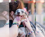 Small #2 Australian Shepherd-Chihuahua Mix