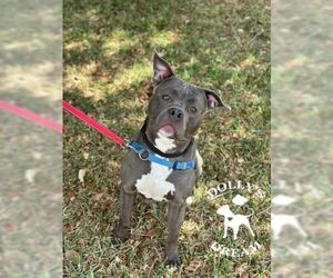 American Pit Bull Terrier Dogs for adoption in Vero Beach, FL, USA