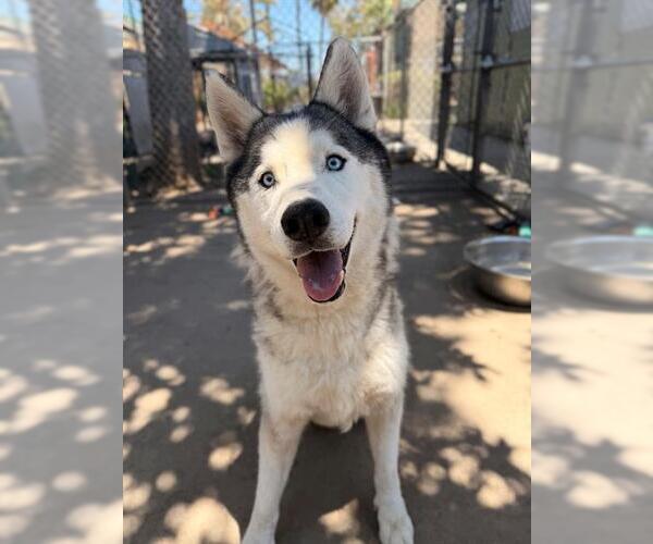 Medium Photo #3 Siberian Husky Puppy For Sale in Chula Vista, CA, USA
