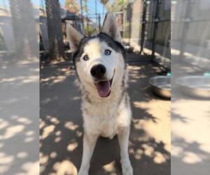 TROOPER - Male Siberian Husky Dog for Adoption - Photo #3
