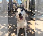 Small #2 Siberian Husky