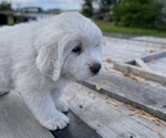 Small #1 Great Pyrenees