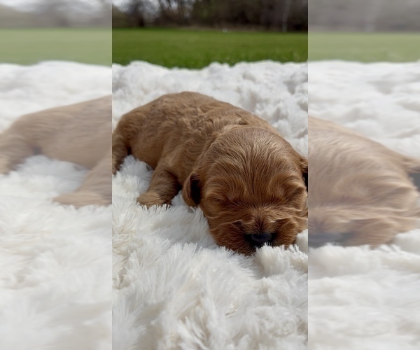 Medium Photo #18 Goldendoodle mix (+ Poodle Miniature) Puppy For Sale in RANDOLPH, WI, USA