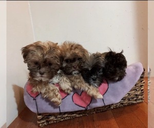 Poochon-Shih Tzu Mix Puppy for sale in VASSAR, MI, USA
