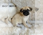 Puppy 1 Pug