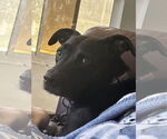 Small #3 Labrador Retriever Mix