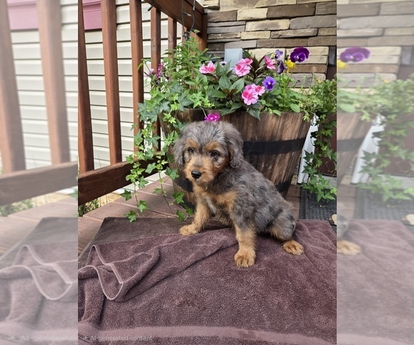 Medium Photo #4 Aussiedoodle Puppy For Sale in SALISBURY, PA, USA
