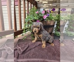 Small Photo #4 Aussiedoodle Puppy For Sale in SALISBURY, PA, USA