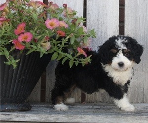 Bernedoodle (Miniature) Puppy for sale in FREDERICKSBURG, OH, USA