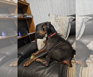 Roscoe - Male Doberman Pinscher Dog for Adoption - Photo #12