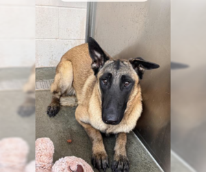 Mutt Dogs for adoption in Imlay City, MI, USA