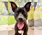 Small #2 American Pit Bull Terrier