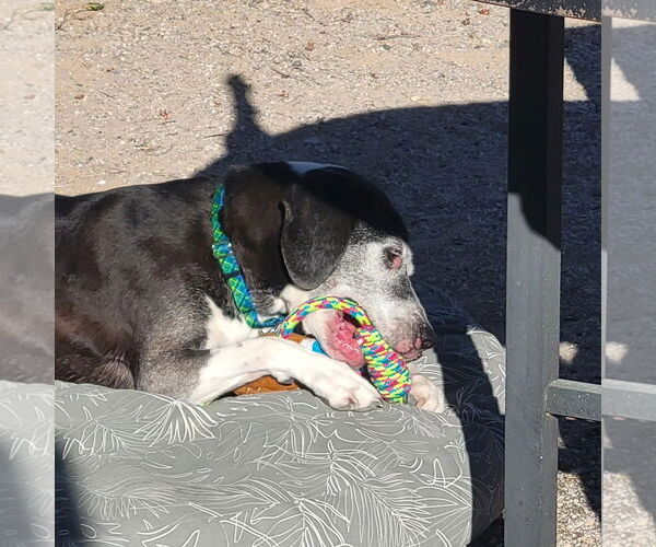 Medium Photo #7 Beagle-Unknown Mix Puppy For Sale in Las Vegas, NV, USA