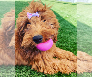 Mother of the Goldendoodle-Poodle (Toy) Mix puppies born on 03/03/2025