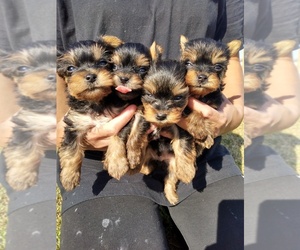 Yorkshire Terrier Puppy for sale in BENSON, NC, USA