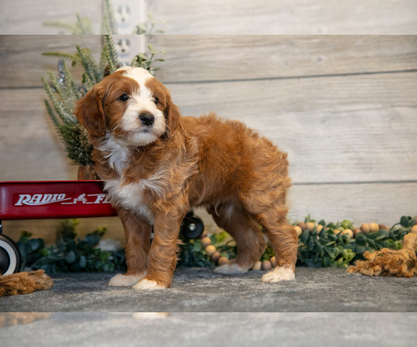 Medium Photo #12 Goldendoodle (Miniature) Puppy For Sale in MIDDLEBURY, IN, USA