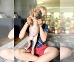 Small #17 Rhodesian Ridgeback