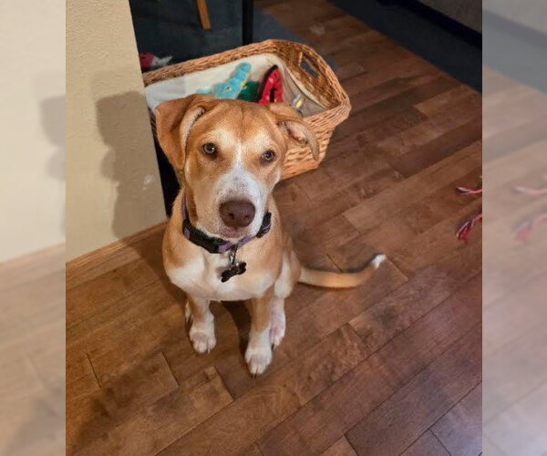 Medium Photo #3 Labrador Retriever-Unknown Mix Puppy For Sale in Sheboygan, WI, USA