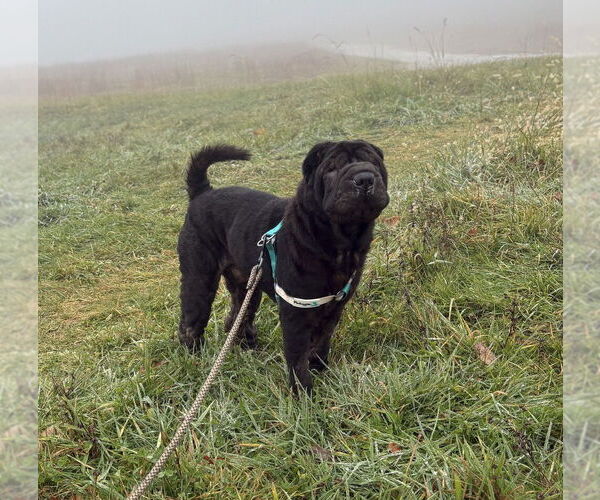 Medium Photo #3 Mutt Puppy For Sale in Candler, NC, USA