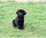 Small #3 Labrador Retriever
