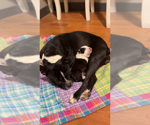 Mother of the Boston Terrier puppies born on 12/26/2025