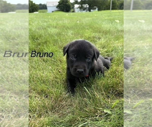 Medium Photo #15 Labrador Retriever Puppy For Sale in FREDERICKSBG, OH, USA