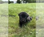 Small #14 Labrador Retriever