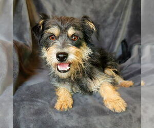 Mutt Dogs for adoption in Albuquerque, NM, USA