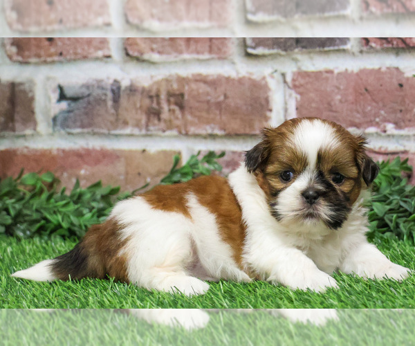 Medium Photo #15 Shih Tzu Puppy For Sale in SYRACUSE, IN, USA