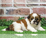 Small #14 Shih Tzu