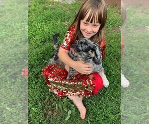 Pug Puppy for sale in Abilene, KS, USA