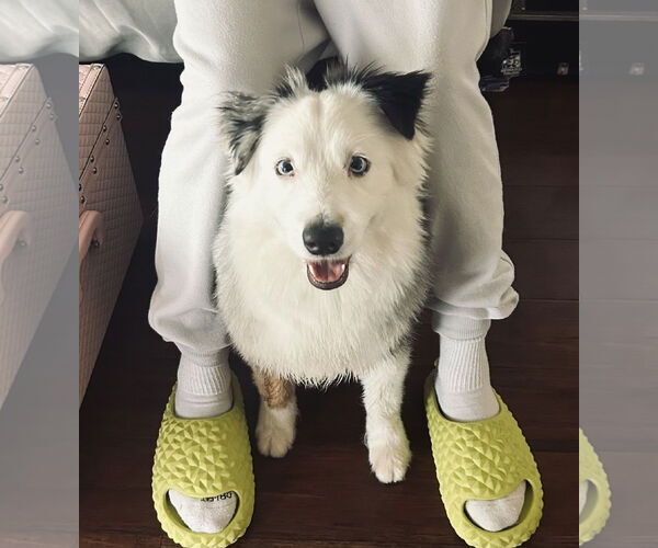 Medium Photo #6 Australian Shepherd Puppy For Sale in Staten Island, NY, USA