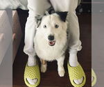 Small #5 Australian Shepherd