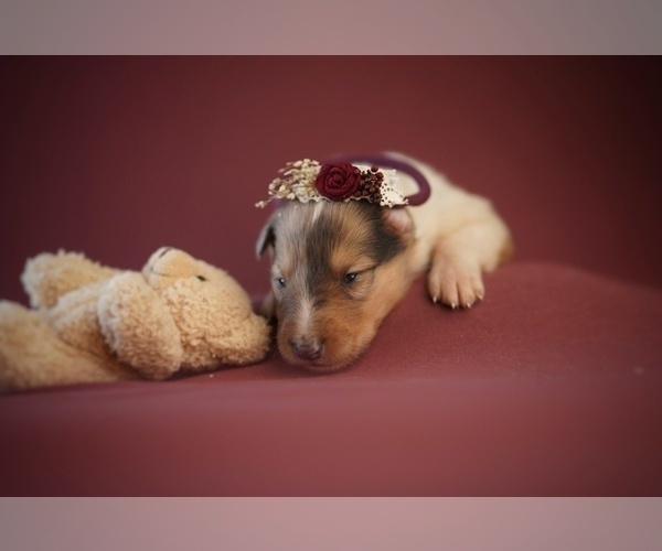 Medium Photo #2 Collie Puppy For Sale in PILOT, VA, USA