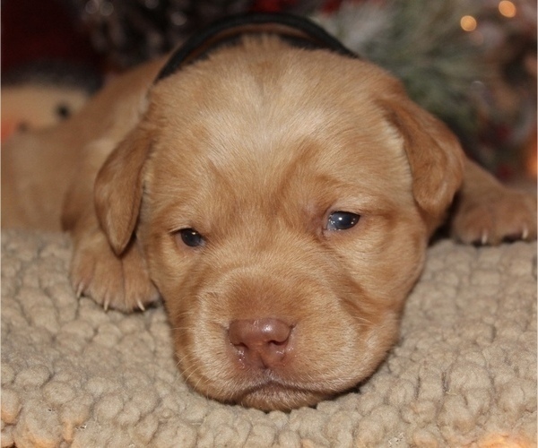 Medium Photo #2 Labrador Retriever Puppy For Sale in MANSFIELD, MO, USA