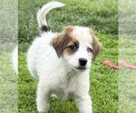 Small #1 Borador