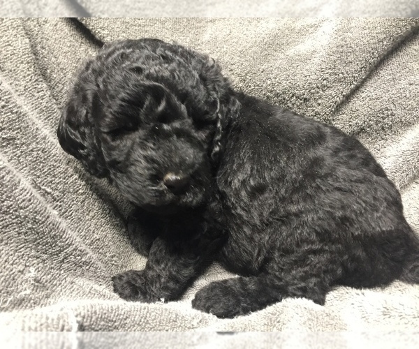 Medium Photo #3 Labradoodle Puppy For Sale in CHETEK, WI, USA