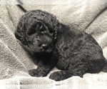 Small Photo #3 Labradoodle Puppy For Sale in CHETEK, WI, USA