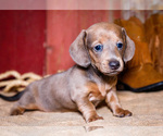 Puppy Tammy Dachshund