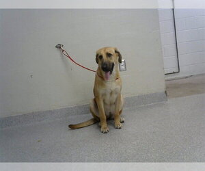 German Shepherd Dog-Unknown Mix Dogs for adoption in Pasadena, TX, USA