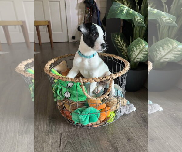 Medium Photo #8 American Pit Bull Terrier-Jack Russell Terrier Mix Puppy For Sale in Oakhurst, NJ, USA