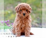 Dove - Female Cavapoo (Miniature) Puppy for Sale - Small photo