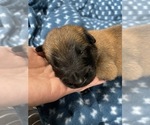 Small Photo #183 Belgian Malinois Puppy For Sale in REESEVILLE, WI, USA